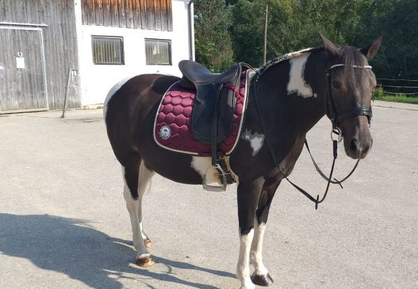 Reitsportzentrum Salzach