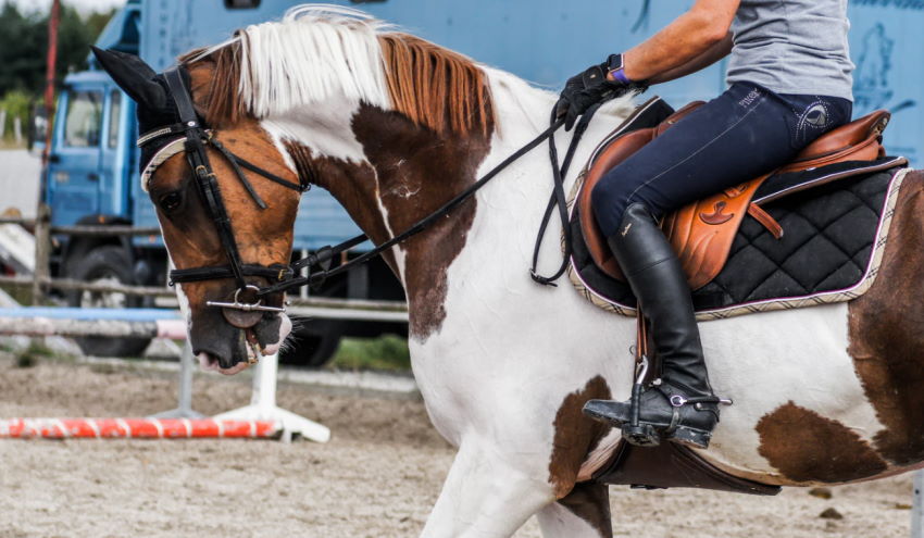 Westernreiten oder Dressursport?