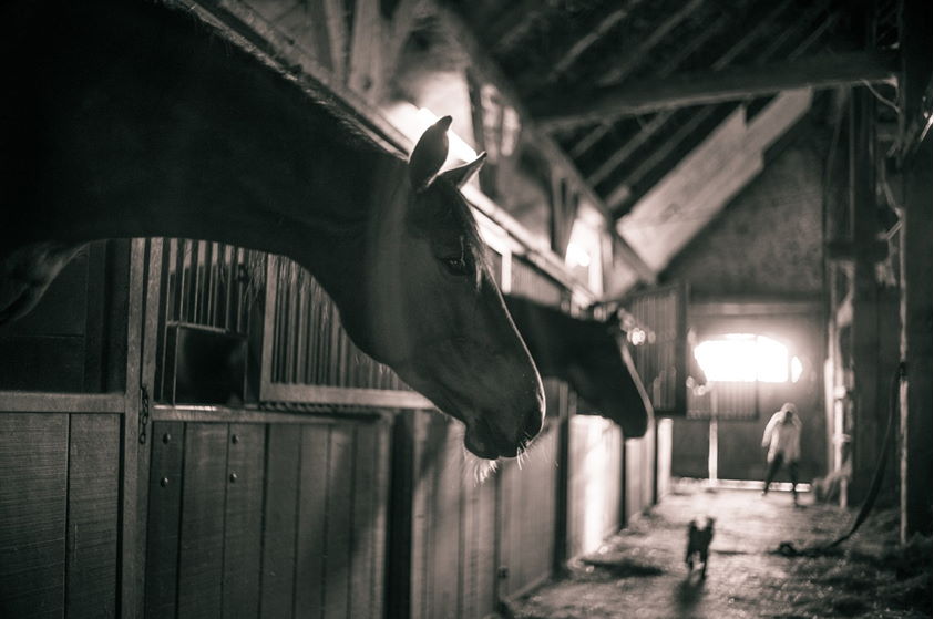 pferde im Stall warten auf Dich