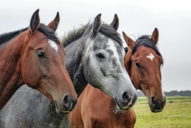 praktische Tipps rund um Gesundheit und Verhalten mit Pferden