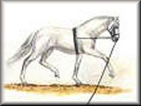 Ausbinder und andere Hilfszügel sind insbesondere bei jungen Pferden immer so anzubringen, dass