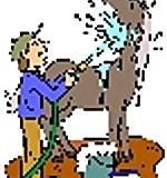 Ein Pferd nach der Arbeit mit dem Wasserschlauch abspritzen