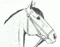 Es wird ein Hannoversches Reithalfter benutzt. Was sollte dabei beachtet werden?