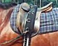 Sollte das Pferd nach dem Longieren auch noch geritten werden,...