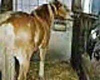 Was ist zur Ständerhaltung zu sagen?