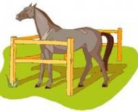 Welche Mindestweidefläche sollte bei Weidehaltung pro Pferd vorhanden sein?