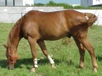 Wenn das Fell eine Farbe von hellbräunlichgelb bis dunkelrotbraun hat und das Langhaar die gleiche Farbe so ist dies ein..?