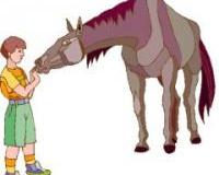 Wenn man sein Pferd auf der Weide in der Herde besucht, sollte man