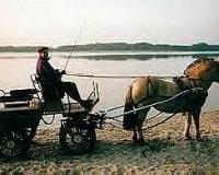 Wie bezeichnet man die beiden hölzernen oder metallenen Stangen, zwischen denen das Pferd im Einspänner geht?