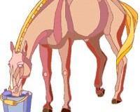 Wie sollten Trog und Selbsttränke in der Box angebracht werden, damit es nicht zu Verdauungsproblemen oder zu Futter-Wasser-Spielereien des Pferdes kommt?