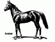 Wie werden die Pferderassen eingeteilt?