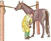 Wie werden Pferde beim Putzen oder Anhängerfahren angebunden?