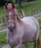 Wie wird die Größe eines Ponys/Pferdes gemessen?