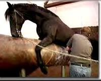 Wie wird die Paarungsbereitschaft der Stute genannt?