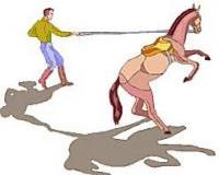 Wo steht der Führer beim Vormustern/Vorführen eines Pferdes?