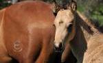 Westernreitanlage Elta Reining Horses Anke Waizenegger-Merkt
