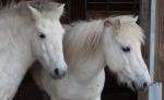 Therapeutisches Reiten, HFP4kids
