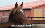 IBW- Ingenieur- Büro Westen (IBW)