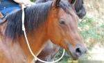 Mobiles Westernreittraining