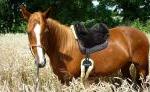 Pa-Do Reitsport