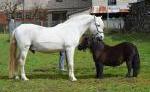 Pferde- und Reitschule am Talberg