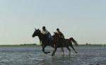 Reiten - Urlaub - Ferien auf der Nordseeinsel Pellworm