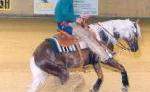 Döring Quarterhorses Cutting - Reining - Pleasure