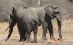 PFERD & REITER: Afrika - Südafrika, Krüger Nationalpark PFERD & REITER: Afrika - Südafrika, Krüger Nationalpark