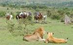 REIT-SAFARI - Kenia REIT-SAFARI - Kenia