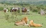 REIT-SAFARI - Kenia