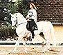 Reiten in Lipica / Slowenien Reiten in Lipica / Slowenien