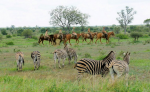 PFERD & REITER: Südafrika PFERD & REITER: Südafrika