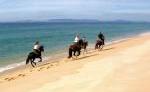 Pferd & Reiter: Portugal Golega Pferd & Reiter: Portugal Golega