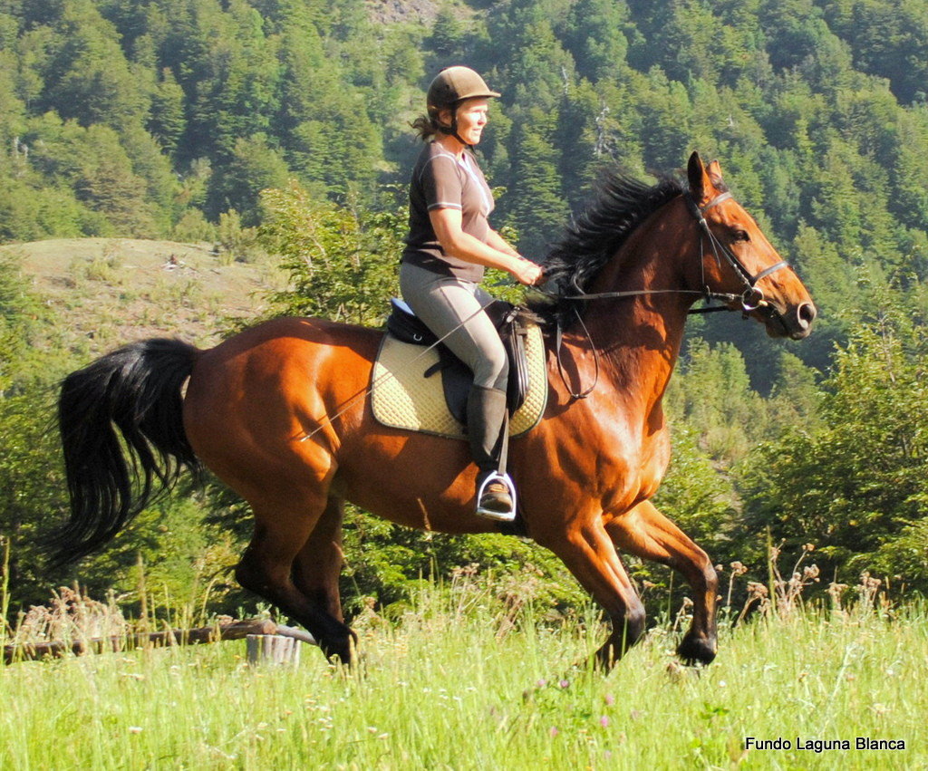 Kostenlos Reiten Kostenlos Reiten