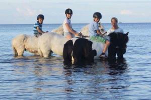 Reiterhof Tramm - Strandreiten, Baden in der Ostsee