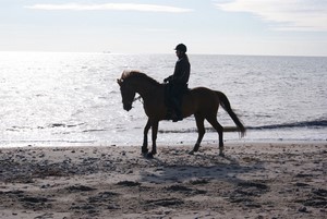 Reitstunden im Freien