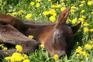 Glückliche Jungpferde, Fohlen