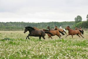 Große Pferdekoppeln - Glückliche Schulpferde