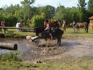 Reiterferien für Mädchen in Niedersachsen