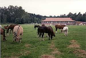Foto: Reiterhof Rüenberg