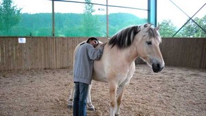 Persönlichkeitstraining mit Pferden
