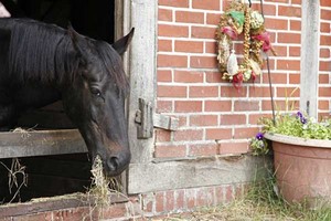 Reiturlaub mit Atmosphäre