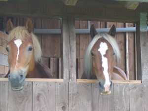 Pferde vom Reiterhof Landeck