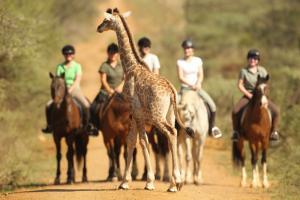 Pferdesafari in Afrika