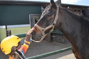 Schulpferde und Ponys auf Hof-Silberberg