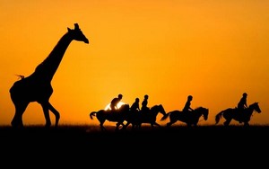 Pferdesafari in Afrika