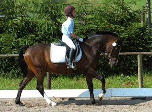 Reiten lernen in NRW