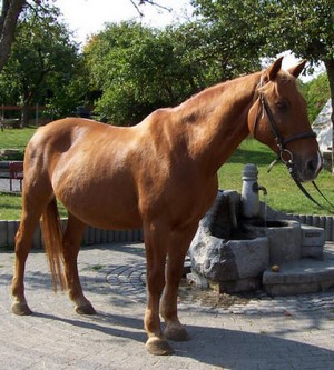 Seufert-Ranch Reitschule und Ferienhof