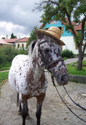 Seufert-Ranch Reitschule und Ferienhof