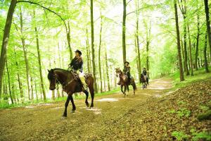 Westernreiten im Wald